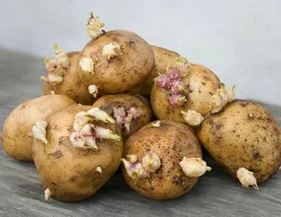 Dikkat bu patatesler öldürüyor!