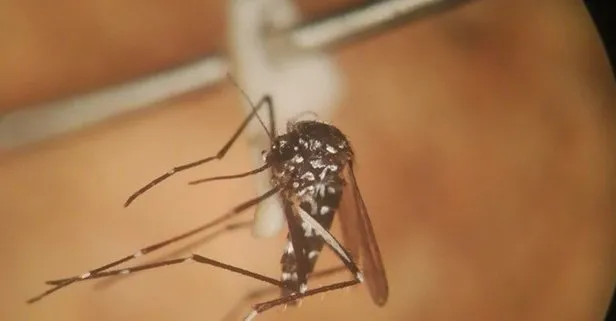 Asya Kaplan Sivrisineği alarmı