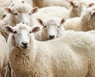 2019 Kurban Bayramı ne zaman? İşte Kurban Bayramı tarihi...