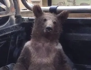 Aşırı şeker bayılttı!