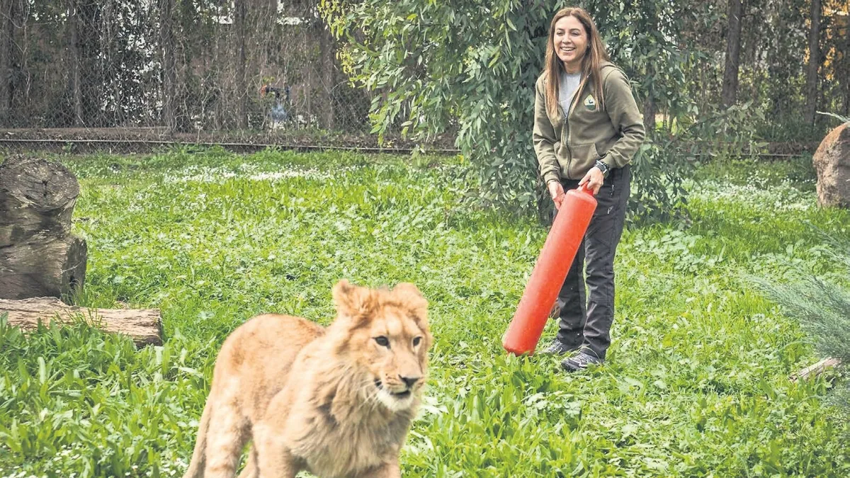 İzmir’de trajedi: Pars adlı genç aslan, doğal yaşam parkında başka bir aslan tarafından öldürüldü