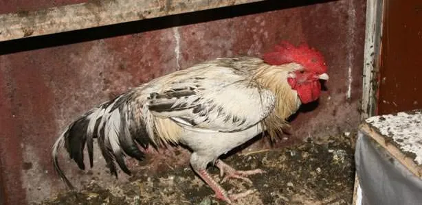 Öten horoza 88 lira ceza