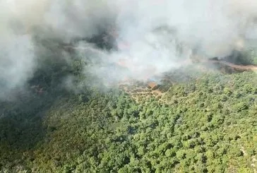 Manisa’da orman yangını!