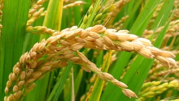 celtik-fiyatlari-ne-kadar-oldu-tmo-baldo-osmancik-fiyati-kac-tl-ne-kadar-oldu-celtik-hasadi-alim-fiyatlari-2021-1630949242443.jpg TMO Baldo, Osmancık fiyatı kaç TL, ne kadar oldu? Çeltik hasadı alım fiyatları 2021! Çeltik fiyatları ne kadar oldu?-5