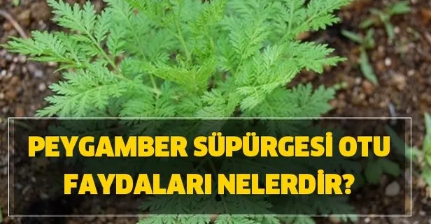 peygamber supurgesi otu nedir