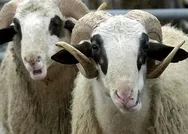 Büyükbaş küçükbaş kurbanlık fiyatları kaç para? BİM – A101 – Migros – Carrefour kurbanlık fiyatları!