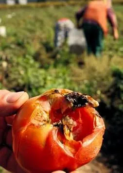 Domateste kelebek alarmı