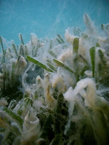 SON DAKİKA: Çanakkale Boğazı'nda denizi kaplayan 'müsilaj' balıkçının kabusu oldu: Üç aydır denize çıkmıyorum-6