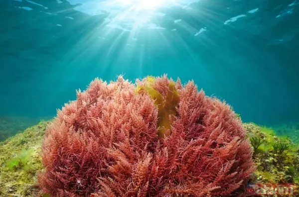 GPT-4, iPhone ve Tesla aynı listede: TIME 2025 yılın en iyi icatlarını açıkladı! - 15