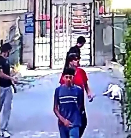 Son dakika: Küçükçekmece'de pitbull dehşeti! Saniyeler içinde parçaladı-1