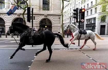 Öfkeli beş Kraliyet atı Londra’yı birbirine kattı! Kaçak atlardan biri sabıkalı çıktı: Kral Charles’ın taç giyme töreninde kafaya tekme