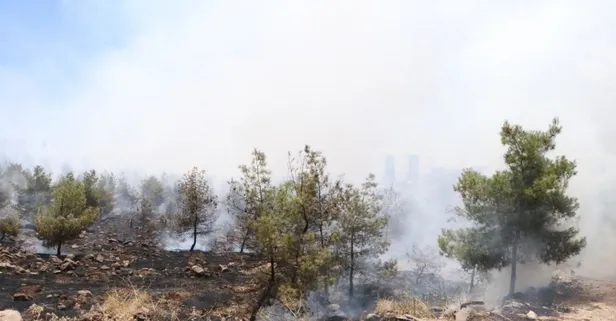 Şanlıurfa'da korkutan orman yangını!