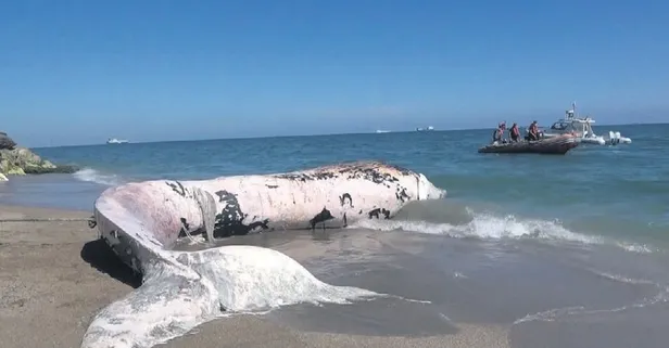 Türkiye’de bir ilk: Balina mezarı açılacak
