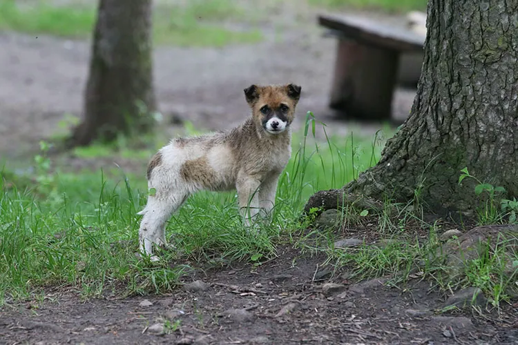 kopek-kisirlastirma-nedir-ne-icin-gereklidir-kopek-kisirlastirma-fiyatlari-2024-erkek-ve-disilerde-nasil-yapil-1716815813116.jpg Köpek kısırlaştırma nedir, ne için gereklidir? Köpek kısırlaştırma fiyatları 2024! Erkek ve dişilerde nasıl yapılır?-5