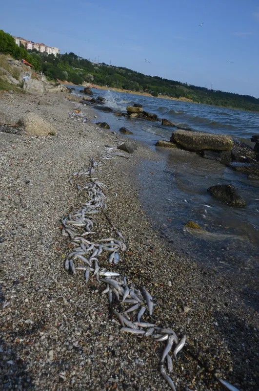 kanal-istanbulu-yaptirmam-diyen-ekrem-imamoglu-kucukcekmece-golune-bakmiyor-binlerce-olu-balik-sahile-vurdu-1625296743143.jpg Kanal İstanbul'u 'yaptırmam' diyen Ekrem İmamoğlu Küçükçekmece Gölü'ne bakmıyor! Binlerce ölü balık sahile vurdu-5