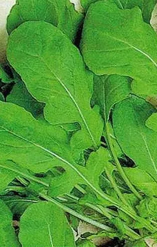 Katarakta roka yeter