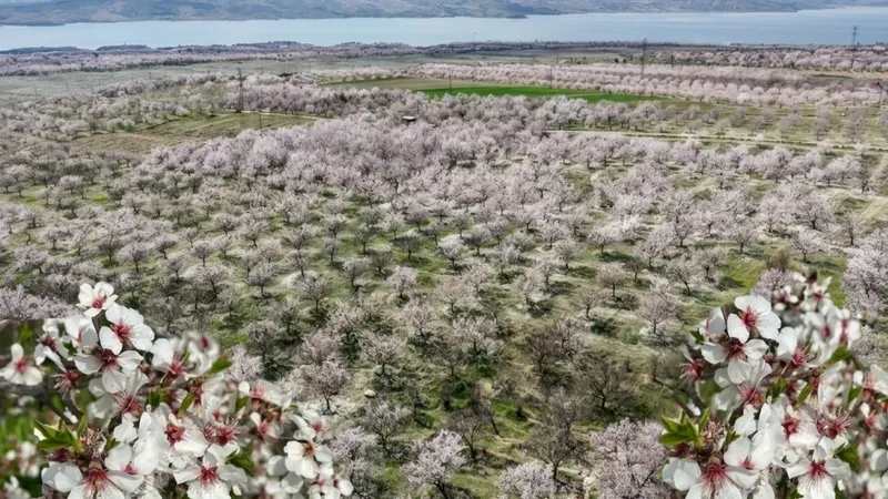 kayisi-bahceleri-gelinlik-gibi-bembeyaz-ureticinin-gozu-ilk-hasatta-1774689931564.jpg Kayısı bahçeleri gelinlik gibi bembeyaz: Üreticinin gözü ilk hasatta-2