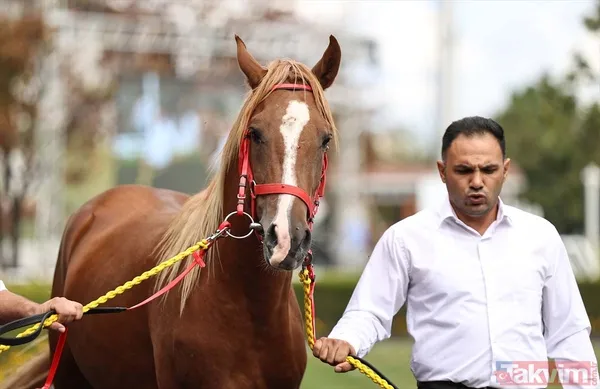 14 at toplamda 4 milyon 640 bin liraya satıldı - 4
