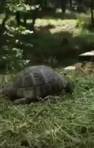 İBB Başkanı Ekrem İmamoğlu'nun kent ormanı yalanını ortaya çıkaran kaplumbağa detayı