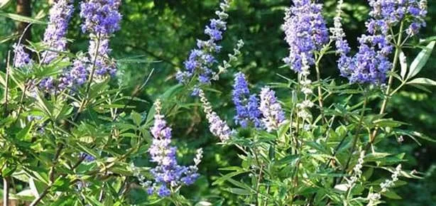 Gebelik için Hayıt ağacı