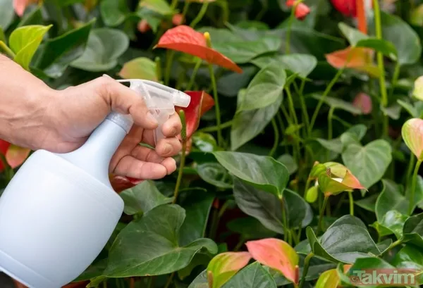 İngiltere ve Türkiye gıda raporu: En çok pestisit içeren meyve ve sebzeler belli oldu - 3