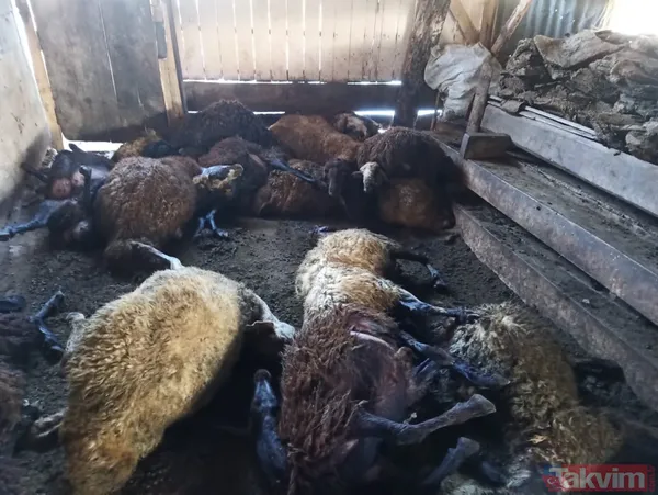 Kurt ağıla girdi! 40 koyun telef oldu 6 koyun yaralandı - 8
