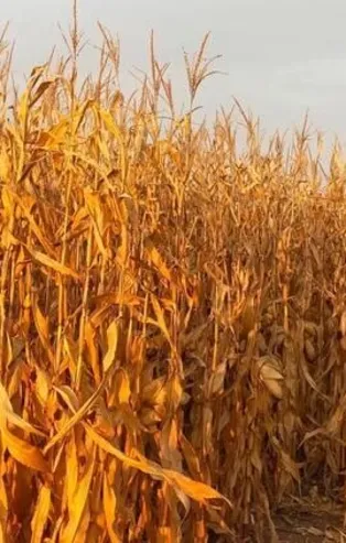 Kuraklık desteği hangi tarihte hesaplara ödenecek? Kuraklık desteği ne zaman yatacak? Kimler kuraklık desteği alabilir?