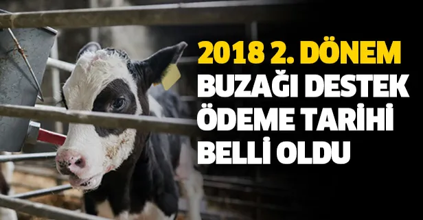 Buzağı destek ödemeleri tarihi belli oldu! 2018 2. dönem buzağı destekleri ne zaman yatacak?-1