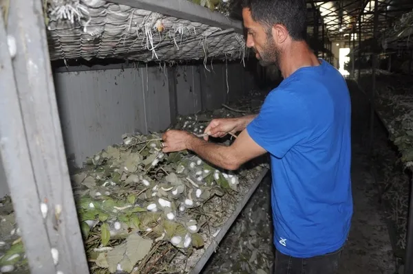 ipek-bocegi-besiciligi-40-gunde-20-bin-lira-kazandiriyor-1653916679890.jpg İpek böceği besiciliği 40 günde 20 bin lira kazandırıyor-2