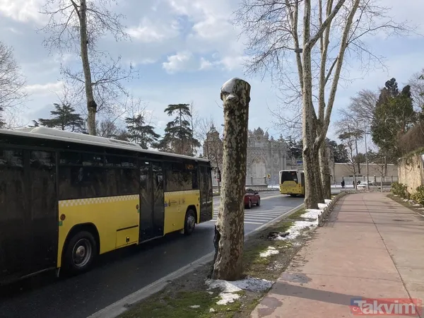 İBB'nin ağaç katliamı karşısında kafasını kuma gömenlere tepki! "Muhalefet keserse ağaçlar hasta, hükümet keserse doğa düşmanı..." - 2