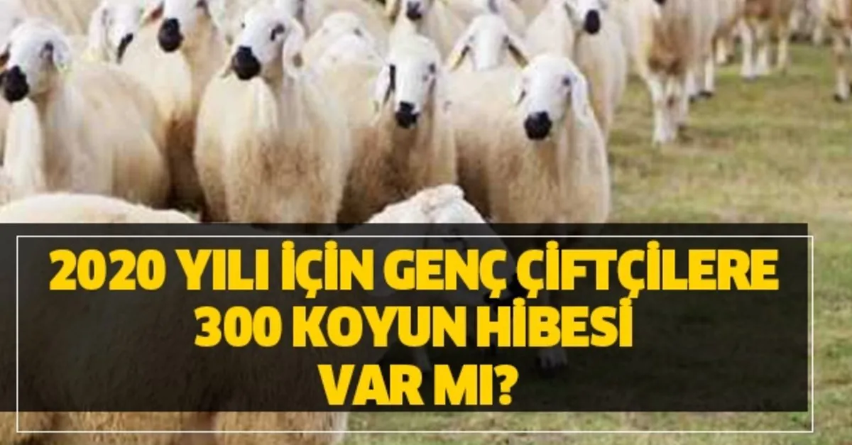 2020 Yili Icin Genc Ciftcilere 300 Koyun Hibesi Var Mi Takvim