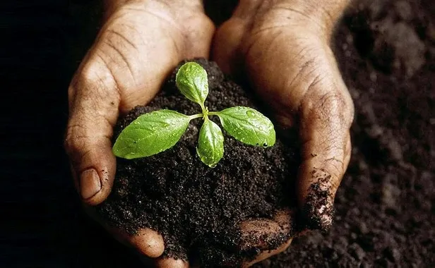 tarima-yatirim-yapacaklar-dikkat-bu-bitkiler-kazandiriyor-iste-devlet-destekleri-1633734206853.jpeg Tarıma yatırım yapacaklar dikkat! Bu bitkiler kazandırıyor: İşte devlet destekleri...-3