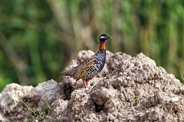 koruma-altindaki-turac-kusunu-avlayan-2-kisiye-6-bin-lira-ceza-kesildi-1609759986359.jpg Koruma altındaki turaç kuşunu avlayan 2 kişiye 6 bin lira ceza kesildi-3