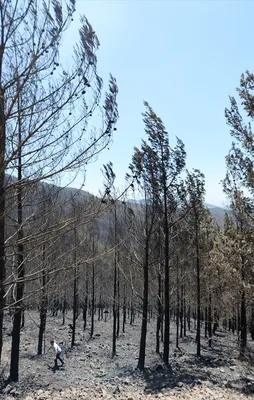 İzmir ve Alanya'da orman yangını
