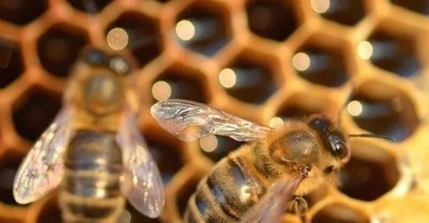 Arı zehrinin gramı 400 lira