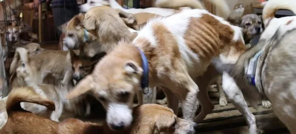 Japonya'da bir ailenin 30 metrekarelik evde 164 köpek ile yaşadığı tespit edildi-3