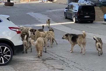 Başıboş sokak köpeği terörüne geçit yok | Hayvanperestlere şok! Valilik harekete geçti: Derhal toplayın