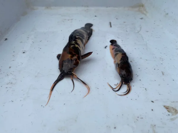 endonezyadan-akvaryum-icerisinde-eskisehire-getirilen-iki-istilaci-balik-turu-karada-yuruyebiliyor-dogal-turlere-zarar-veriyor-1608546471113.jpg Endonezya'dan akvaryum içerisinde Eskişehir'e getirilen iki istilacı balık türü karada yürüyebiliyor doğal türlere zarar veriyor-5