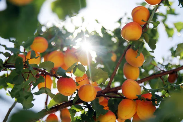 Kayısının faydaları nelerdir? - 4