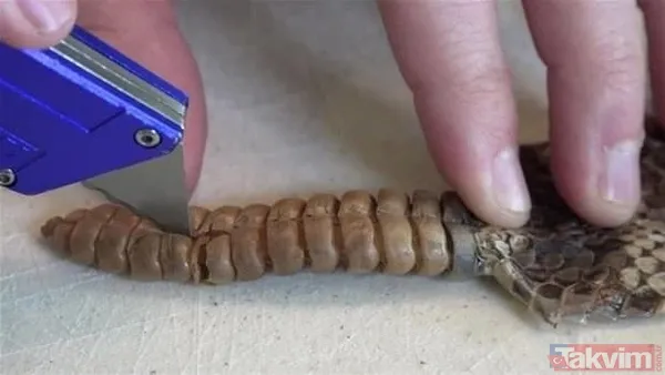 Çıngıraklı yılanın kuyruğundan çıkanlar görenleri şoke etti! Sonrasında ise... - 19