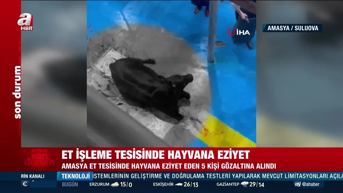 Amasya Kral Et Entegre Merkezi'nde hayvana eziyet görüntüleri viral oldu! Defalarca balta ile vurdular: 5 Gözaltı!