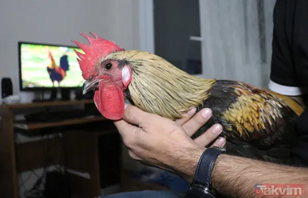 Öterken bayılan Denizli horozu Bahtiyar baba oldu! 10 civcivi var - 5