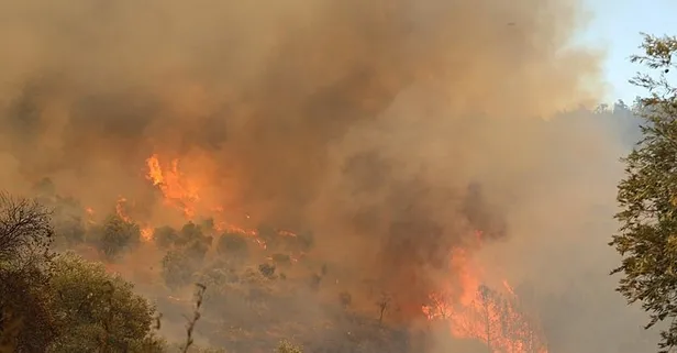 Muğla’da orman yangını: Havadan ve karadan müdahale