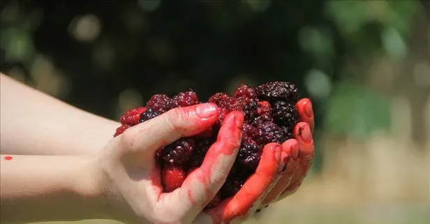 Şifa deposu karadutun faydaları nelerdir?