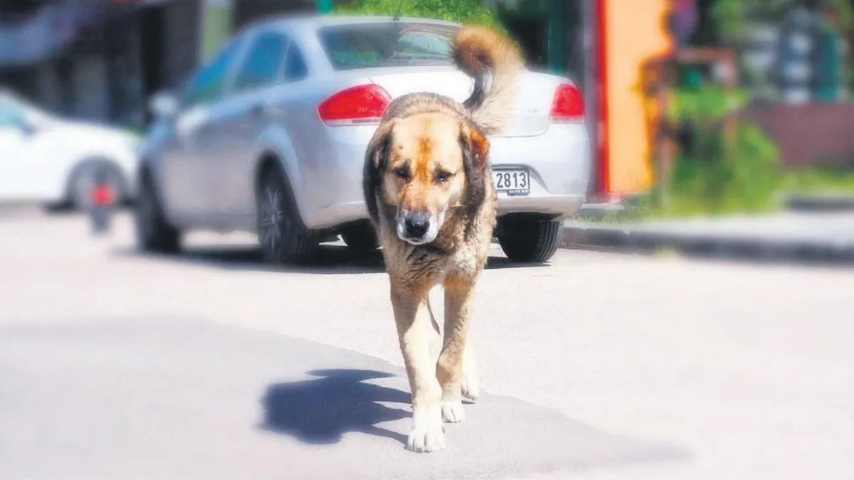 Sokak köpeği parçaladı