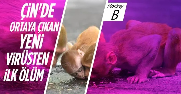 Çin’de Monkey B virüsünden ilk ölüm! Veteriner maymunları inceledikten sonra yakalandı