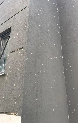 İstanbul'da tırtıllar bir mahallenin kabusu oldu! Her yeri istila etti