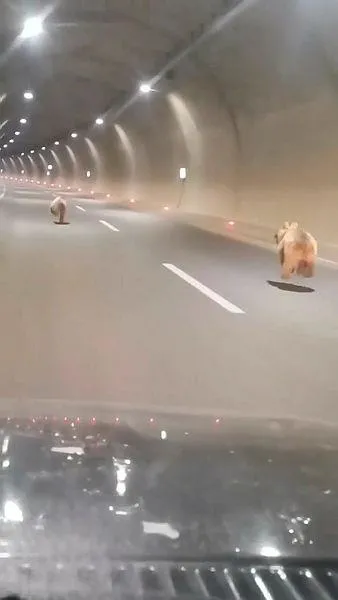 dikkat-ayi-cikabilir-tuneli-kullanan-ayi-bu-sefer-arkadasiyla-geri-dondu-1664639055371.jpeg Dikkat ayı çıkabilir! Tüneli kullanan ayı bu sefer arkadaşıyla geri döndü-3