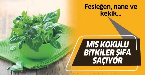 Feslegen