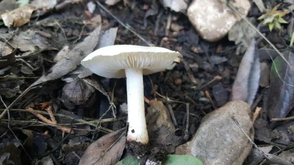 Vitamin ve mineral deposu mantarın faydaları nelerdir?